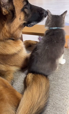 猫に顏近づけるワンコ