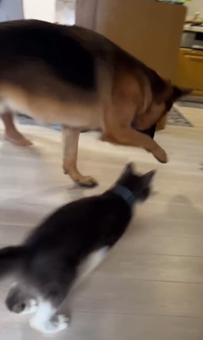 走るワンコと猫