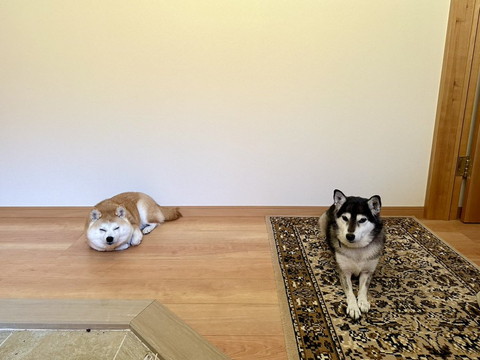 玄関にワンコ2匹