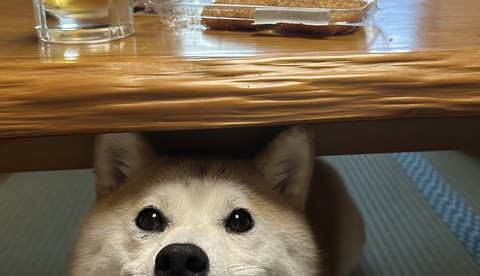 テーブルの下にワンコの瞳