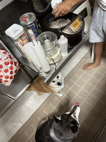 炊飯器の下にワンコ