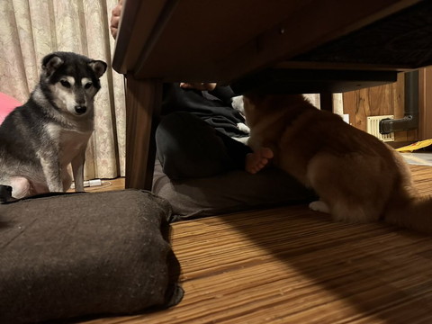 テーブルの下わんこ後ろ姿