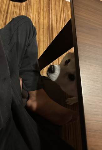 テーブルから顔出すワンコ横から