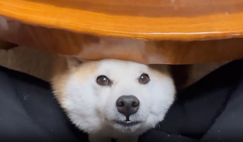 テーブルから顔出すワンコアップ