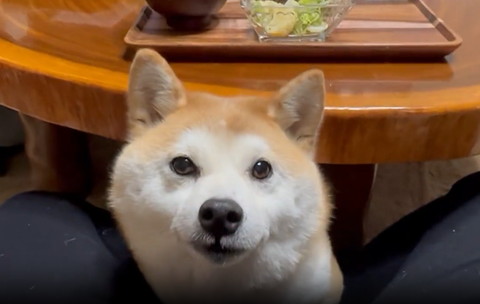 テーブルから頭出すワンコ