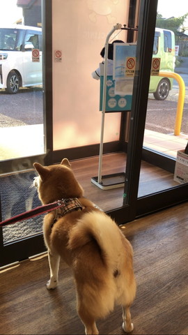 ドアを見つめる柴犬