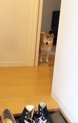 眠そうなワンコ