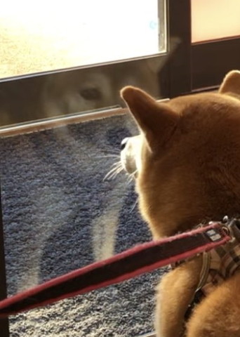 ガラスに映るワンコ