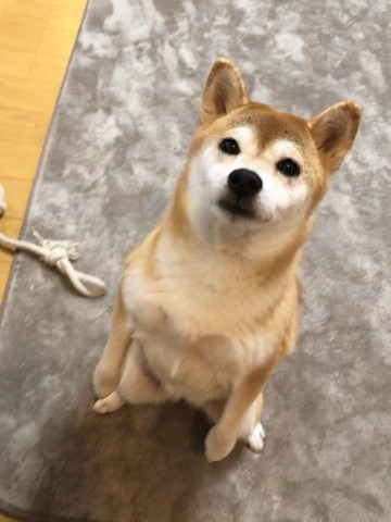 立ち上がる柴犬