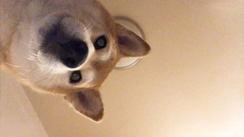 画面左からみおろすワンコ