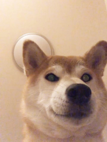 みおろしてほほえむワンコ