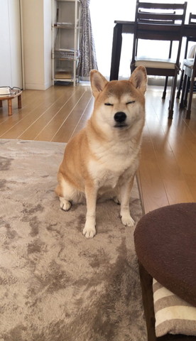 すわって寝るワンコ