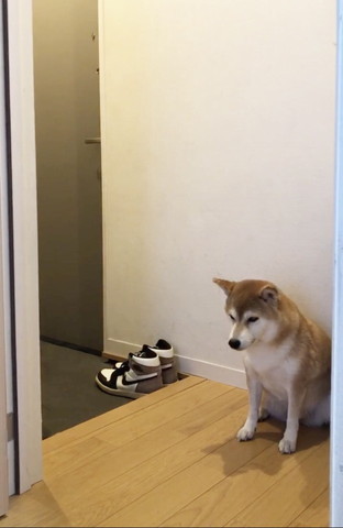 玄関で座るワンコ