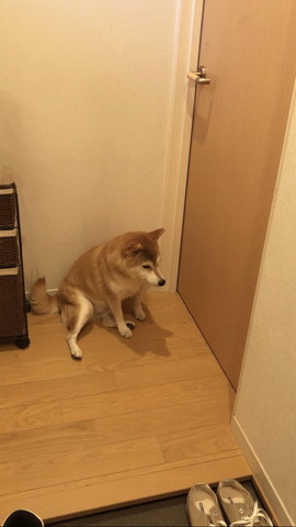 ドアの前で座るワンコ