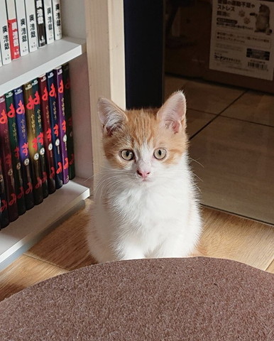 お座り子猫
