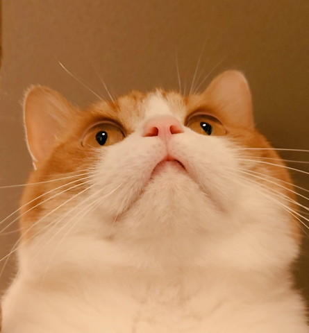 猫ちゃん下から