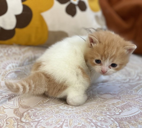 自分のしっぽ見る子猫