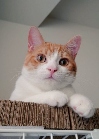 爪とぎからみおろす猫ちゃん