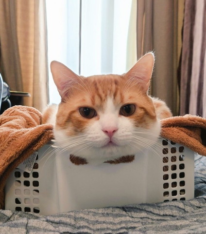 かごに入る猫