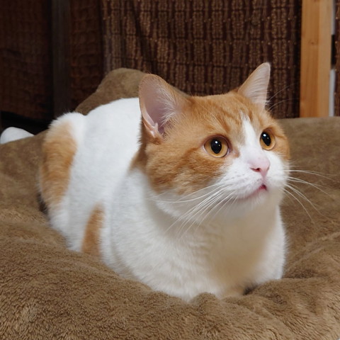 おててないない