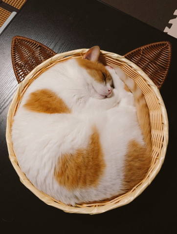 あんもにゃいと