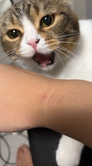 前回ぽこ