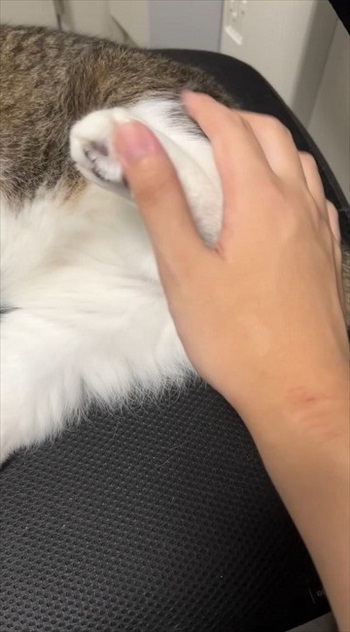 怒られてもゴロゴロでごまかす父猫