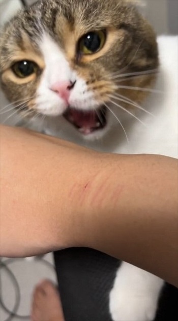 怒られてもゴロゴロでごまかす父猫