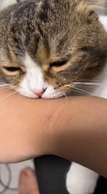 怒られてもゴロゴロでごまかす父猫