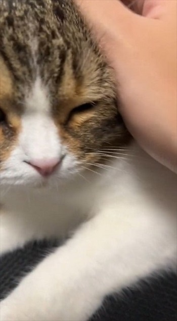 怒られてもゴロゴロでごまかす父猫