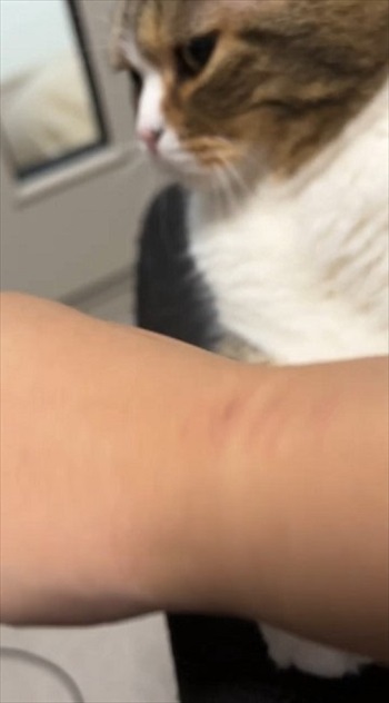 怒られてもゴロゴロでごまかす父猫