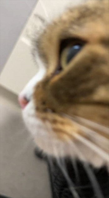 怒られてもゴロゴロでごまかす父猫