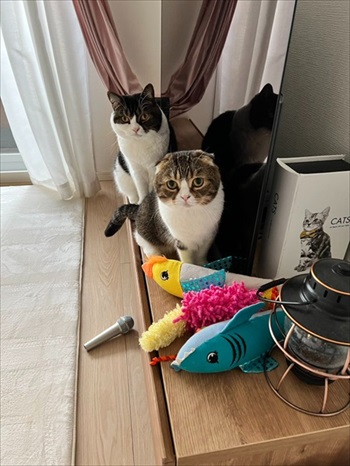 怒られてもゴロゴロでごまかす父猫