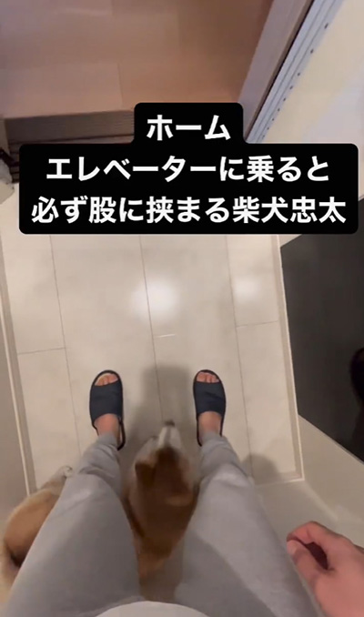 頭つっこみ柴犬