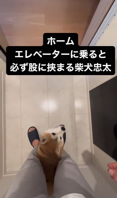 頭つっこみ顔を上げる柴犬