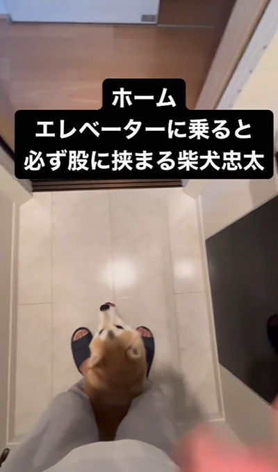 舌を出す柴犬