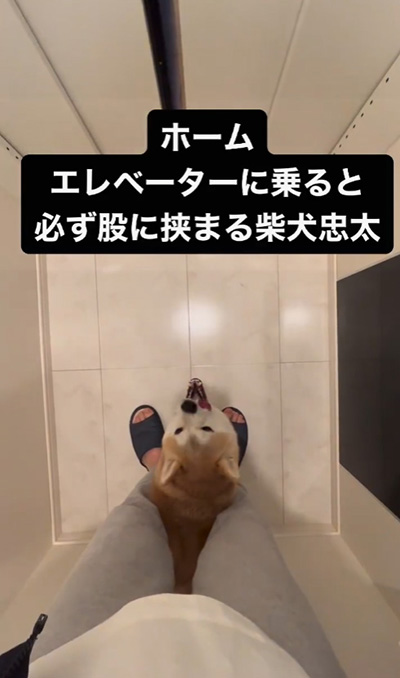 口を開ける柴犬
