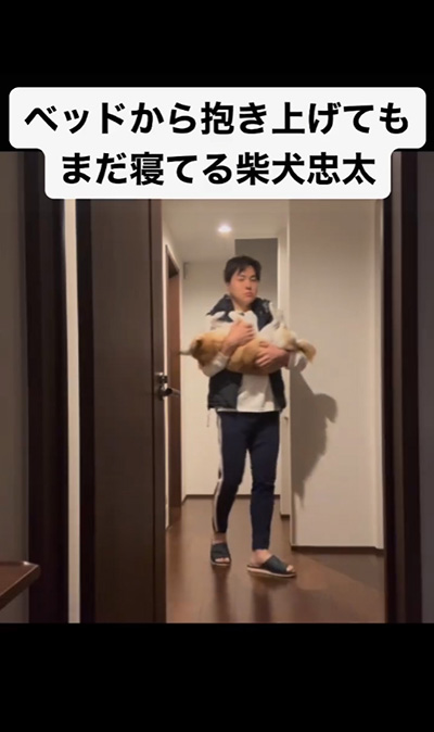 ベッドから抱き上げても起きない柴犬