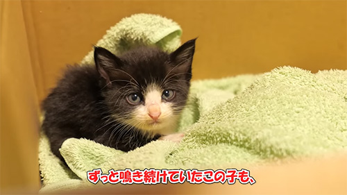 乙女と猫の物語 猫を抱く乙女 | heartbeat～私の居場所～