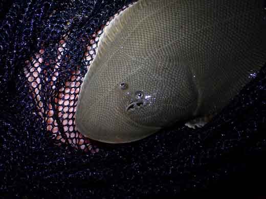 シタビラメ やべー顔 表情 カレイ クロウシノシタ