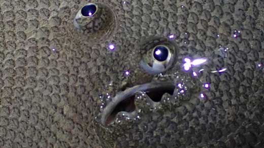 シタビラメ やべー顔 表情 カレイ クロウシノシタ