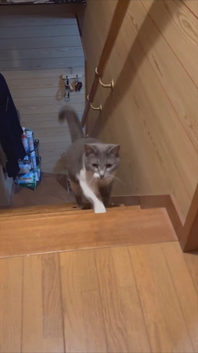 ブレないぎんちゃん