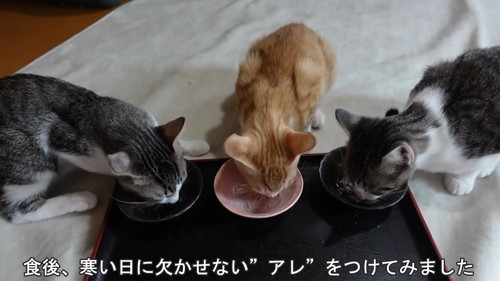 「初めてのホカぺの温かさにとろけてしまう子猫たち」