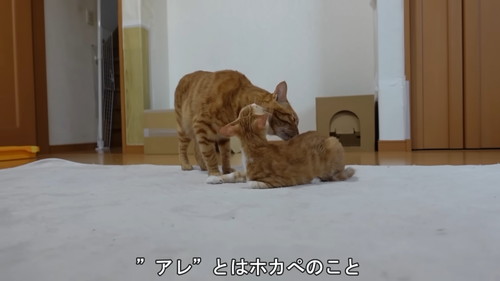 「初めてのホカぺの温かさにとろけてしまう子猫たち」