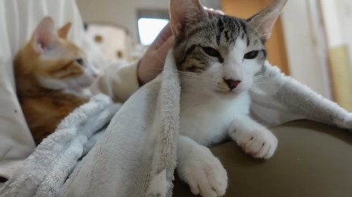 「初めてのホカぺの温かさにとろけてしまう子猫たち」