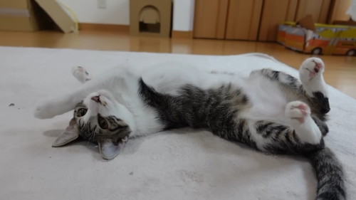 「初めてのホカぺの温かさにとろけてしまう子猫たち」