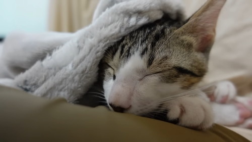 「初めてのホカぺの温かさにとろけてしまう子猫たち」