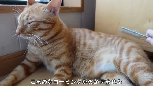 「初めてのホカぺの温かさにとろけてしまう子猫たち」