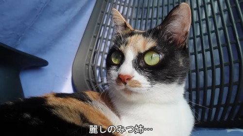 「初めてのホカぺの温かさにとろけてしまう子猫たち」