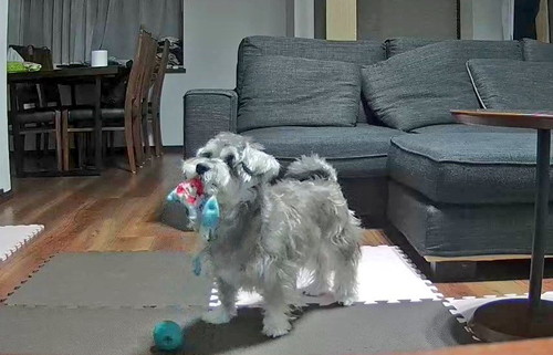 ペットカメラで見た犬